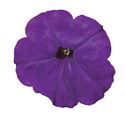 Afbeelding van Petunia P9 Blue